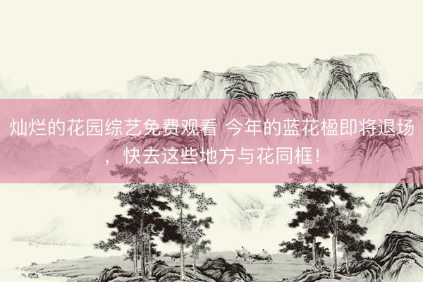 灿烂的花园综艺免费观看 今年的蓝花楹即将退场，快去这些地方与花同框！